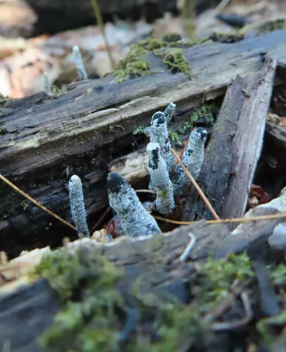 Xylaria cornu-damae