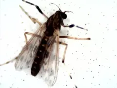 Zavreliella marmorata thumbnail 4