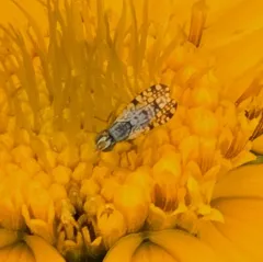 Campiglossa picciola thumbnail 3