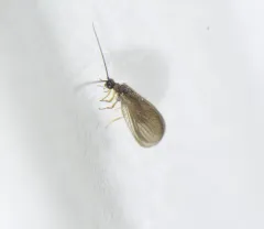Black Spongillafly thumbnail 2