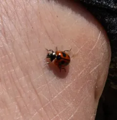 High-country Lady Beetle thumbnail 1