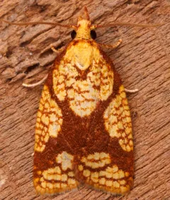 Cenopis ferreana thumbnail 3
