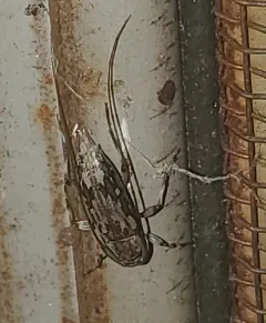 Dark-stained Longhorned Beetle thumbnail 2
