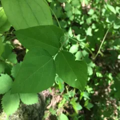 American hog-peanut thumbnail 2