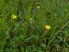 floating primrose-willow thumbnail 3