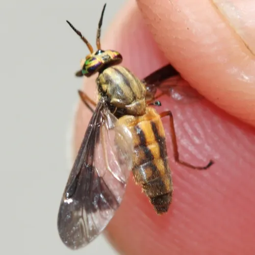 Macquart's Deer Fly