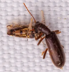 Cymatodera inornata thumbnail 2