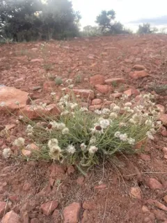 Engelmann's Fleabane thumbnail 3