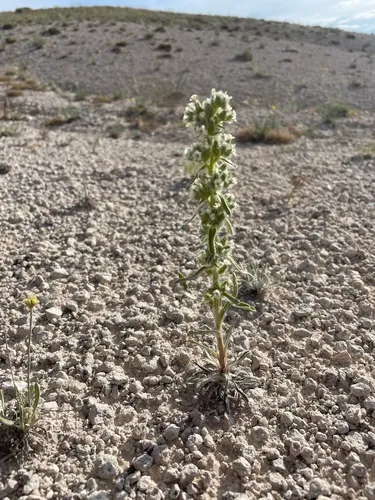 Silky Cryptantha