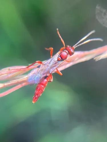 Jethsura pyriformis