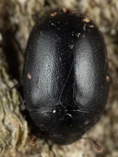 Slime flux beetle