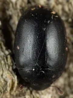 Slime flux beetle thumbnail 1