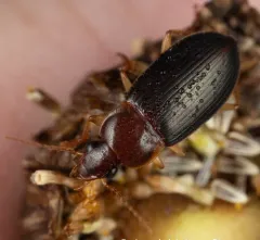 Notiobia terminata thumbnail 3
