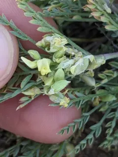 Peck's Milkvetch thumbnail 4