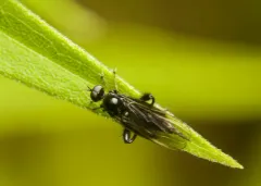 Euhybus purpureus thumbnail 2