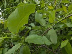 False Mountain Willow thumbnail 3