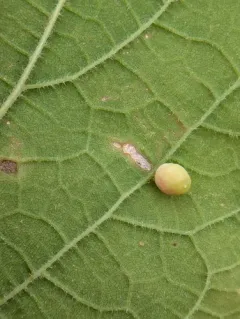 Hackberry Globular Leaf Gall Midge thumbnail 1