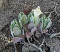 dwarf skullcap thumbnail 2