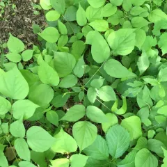 pointed-leaved tick-trefoil thumbnail 4