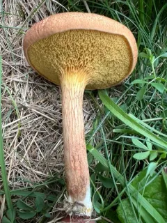Xerocomus illudens thumbnail 3