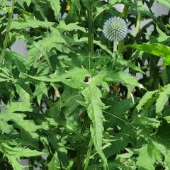 Blue Globe-thistle thumbnail 3