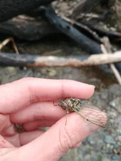 Okanagana vandykei thumbnail 2