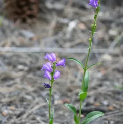Sawsepal Beardtongue thumbnail 3
