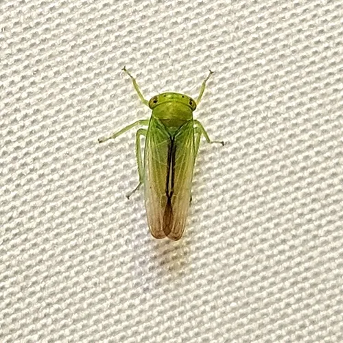 Idiocerus raphus