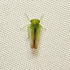 Idiocerus raphus thumbnail 1
