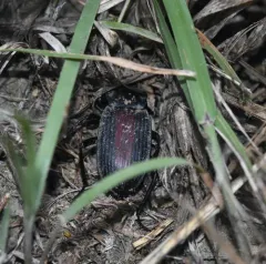 Red-backed Darkling Beetle thumbnail 3