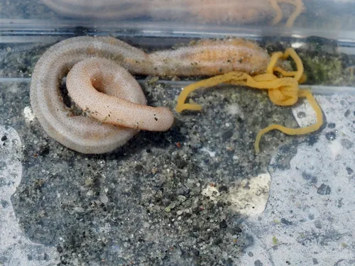 Burrowing Sea Cucumber