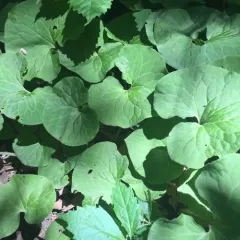Canadian wild ginger thumbnail 4