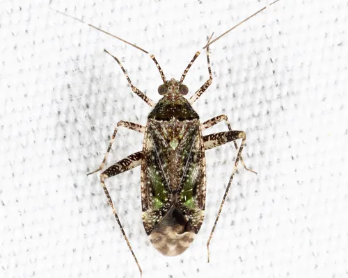 Phytocoris eximius