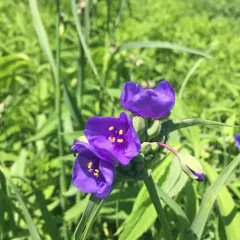 Ohio spiderwort thumbnail 4