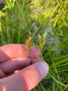 Dawn-land sedge thumbnail 1