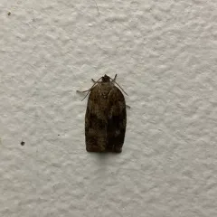 Large Aspen Tortrix thumbnail 4