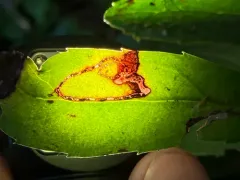 Coleophora glaucella thumbnail 1