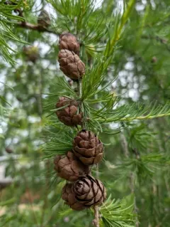 Siberian larch thumbnail 3