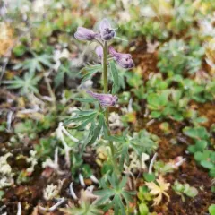 Northern Larkspur thumbnail 4
