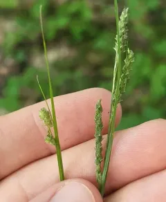 ribbed sedge thumbnail 4