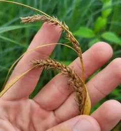 Hairy-fruit Sedge thumbnail 4