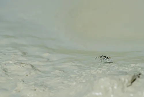 Coppery Tiger Beetle