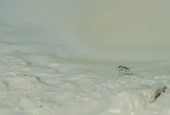Coppery Tiger Beetle thumbnail 1