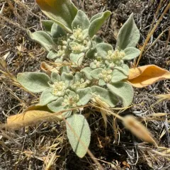 turkey mullein thumbnail 4