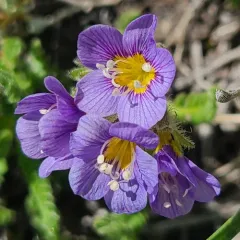 Elegant Polemonium thumbnail 4