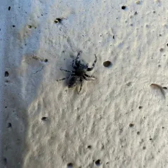 Pelegrina aeneola thumbnail 3