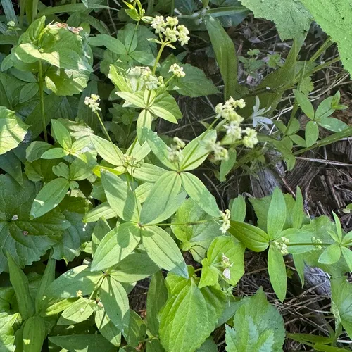 oregon bedstraw