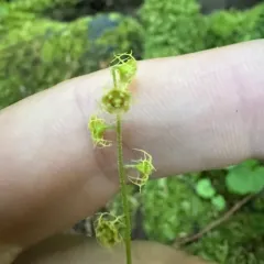 Alpine Mitrewort thumbnail 4