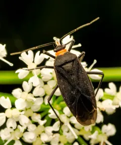 Prepops rubellicollis thumbnail 2
