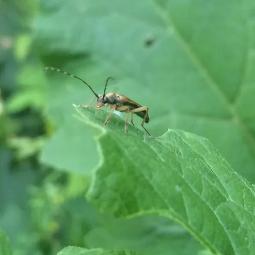 Lined Longhorn Beetle